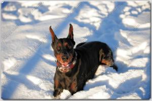 Navajo Silver and Turquoise Photos courtesy of Steve Parsons http://www.familydobes.com/