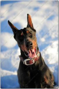 Family Dobes Big Bad Collars Navajo Silver and turquoise (11)