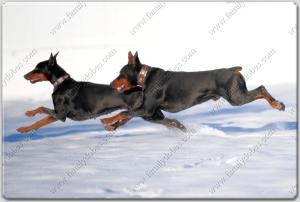 Family Dobes Big Bad Collars Navajo Silver and turquoise (12)