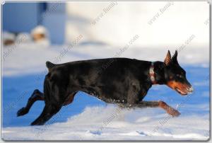 Family Dobes Big Bad Collars Navajo Silver and turquoise (13)