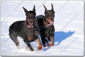 Family Dobes Big Bad Collars Navajo Silver and turquoise (2)