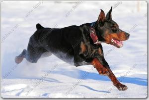 Family Dobes Big Bad Collars Navajo Silver and turquoise (3)