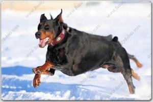 Family Dobes Big Bad Collars Navajo Silver and turquoise (4)