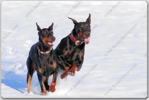 Family Dobes Big Bad Collars Navajo Silver and turquoise (5)