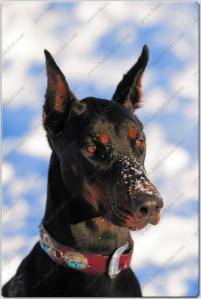 Family Dobes Big Bad Collars Navajo Silver and turquoise (6)