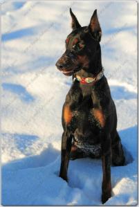 Family Dobes Big Bad Collars Navajo Silver and turquoise (8)