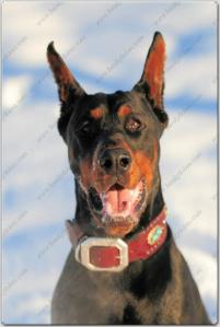 Family Dobes Big Bad Collars Navajo Silver and turquoise (9)