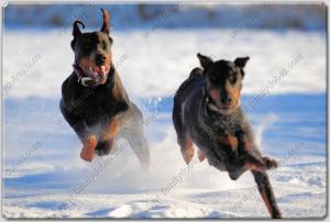 Family Dobes Big Bad Collars Navajo Silver and turquoise