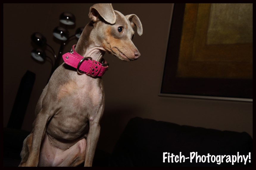 Roxy with the Moxie!