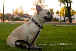 Wedding Dog Collars Big Bad Collars (16)