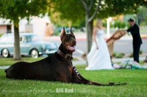 Wedding Dog Collars Big Bad Collars (19)